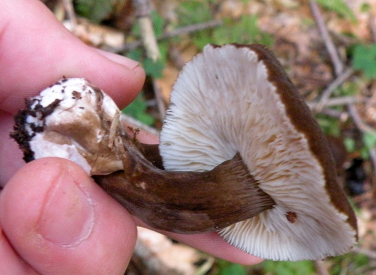 Lactarius o Melanoleuca?